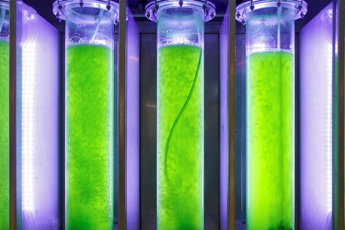 Algae Farms wit Nichia Hortisolis LEDs