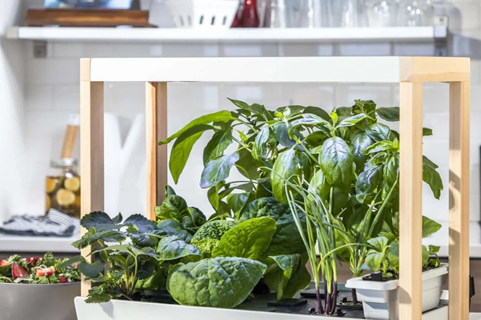 Residential plant growth with Hortisolis LEDs