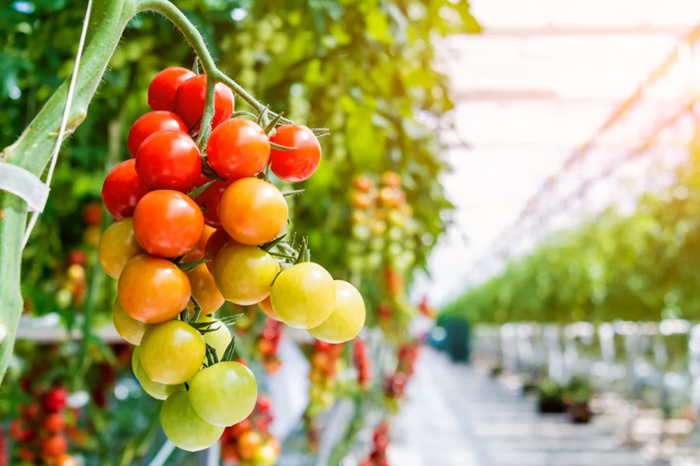 Solar-Based Greenhouses with Nichia Hortisolis